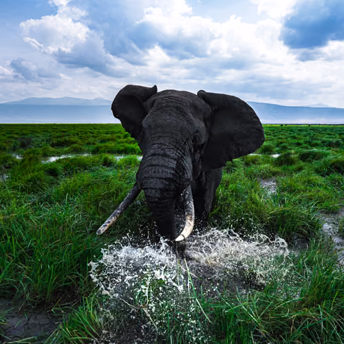 21 WILD ANIMALS [Not for sale]