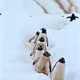 Animals in Winter