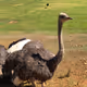 Animals V21