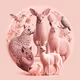 Animals235