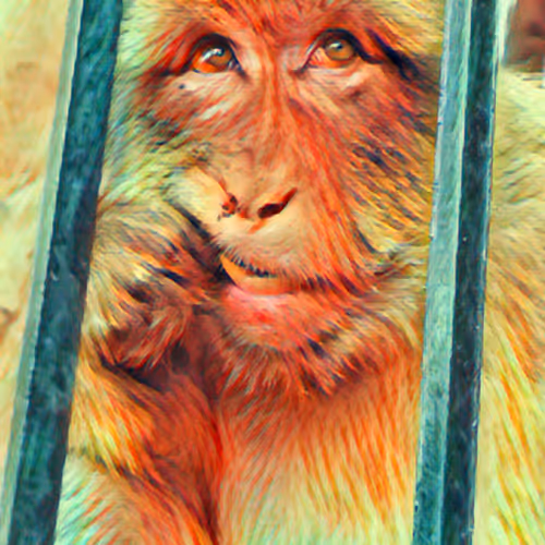 AnimalScotland
