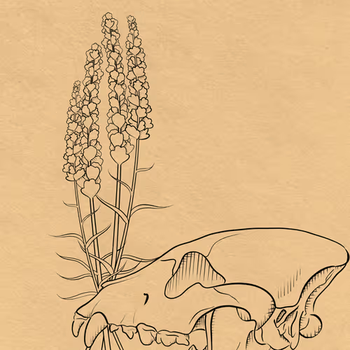 Georgia OKeefe Vibes