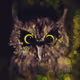ANIMAL SPEAK