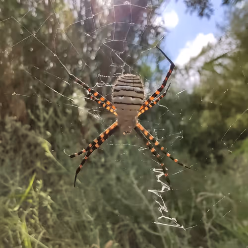 Animated Nature Life