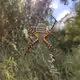 Animated Nature Life