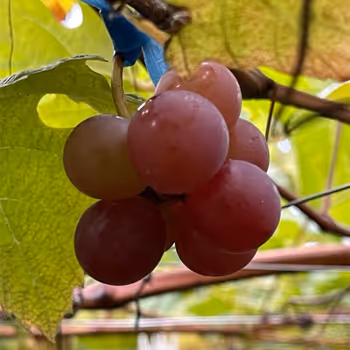 Announcement of new fruit varieties