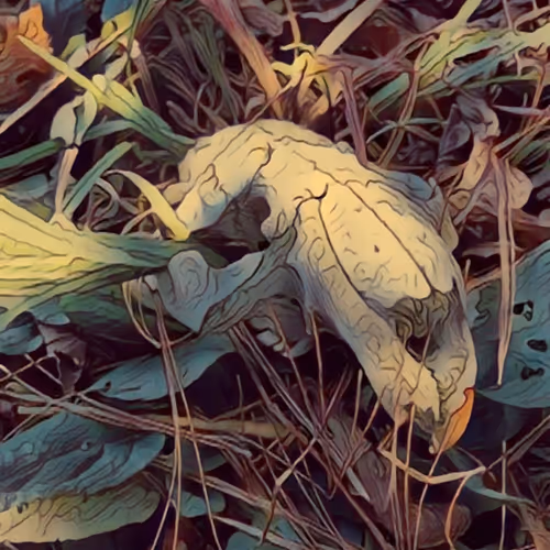 A Northern Perspective