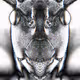 Ant-Dromeda - old