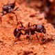 Ant NFT