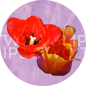 Words With Play With Words