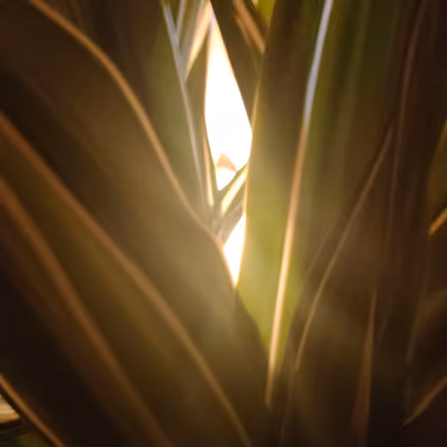 AOLYS Collection Specials