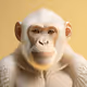 Ape world