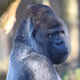 Apes Want Grapes