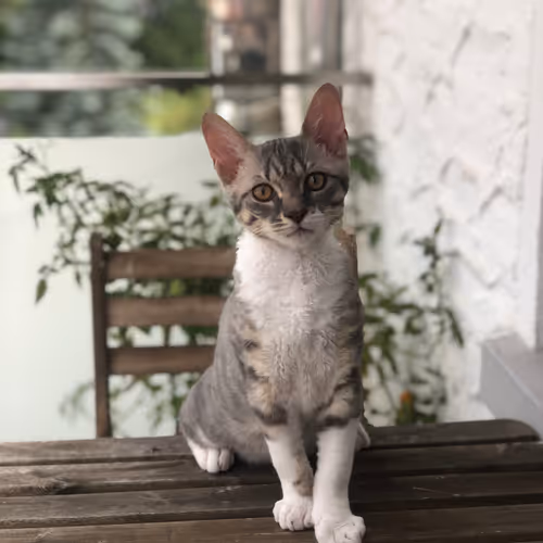 Apollo the Cat Collection