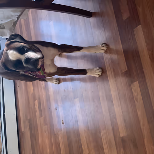 Apollo the boxer - old