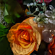 Appearance ~ Apparenza