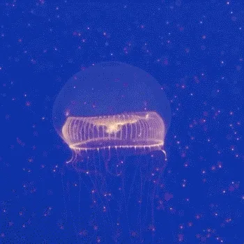 Aquarium of freedom