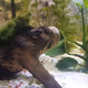 Aquarium1
