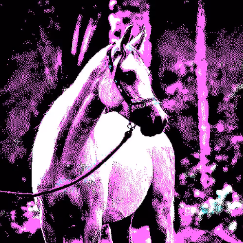 Arab Horse - old
