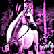 Arab Horse - old
