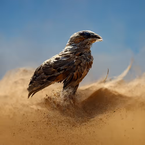 Hawks ,horse and camel arabian  DUBAI
