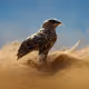Hawks ,horse and camel arabian  DUBAI