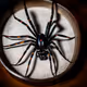 Arachnid's Miracle