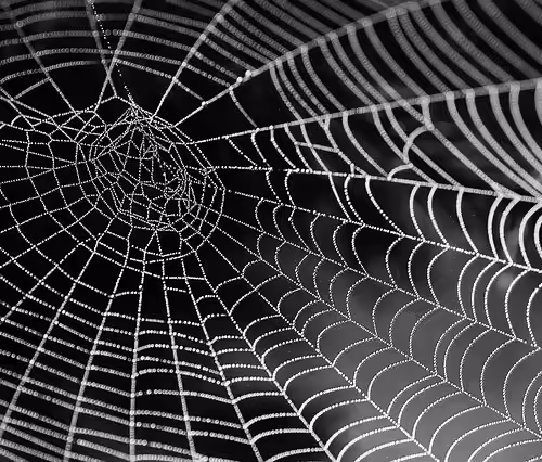 Arachnid Uprising