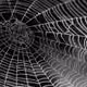 Arachnid Uprising
