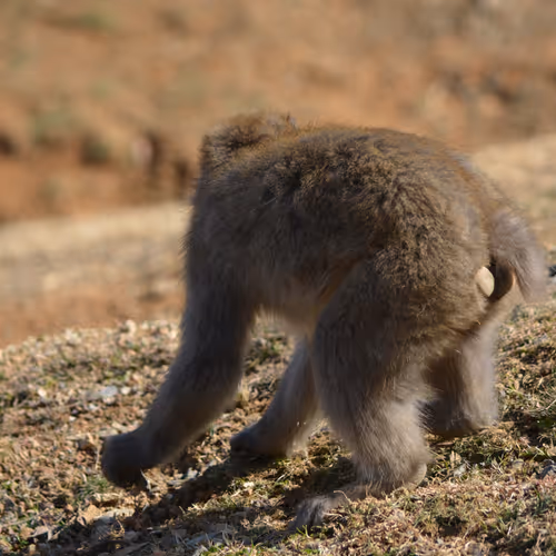 Arashiyama Monkey