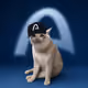 Arc Cats