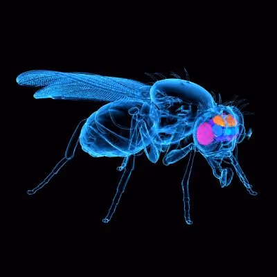 Arc Fly