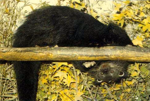 Arctictis binturong