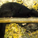 Arctictis binturong