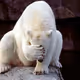 are these bears