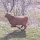 Around the farm V3