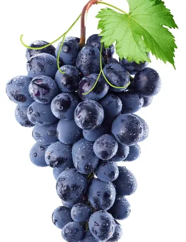 Grapes-Art