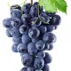 Grapes-Art