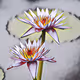 Art of Flora and Fauna