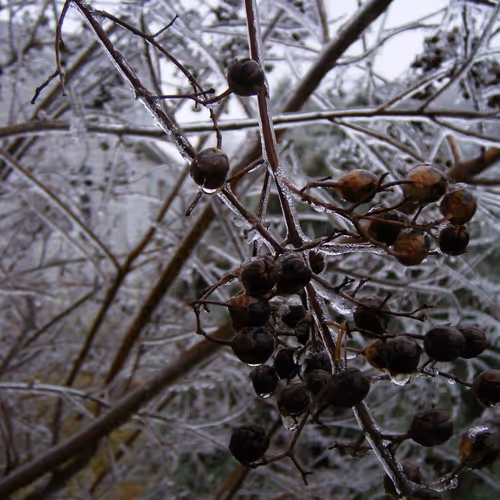 Art through the eyes