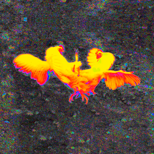 Cockfight. Ready steady go!