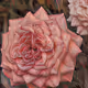 ArtfulBliss