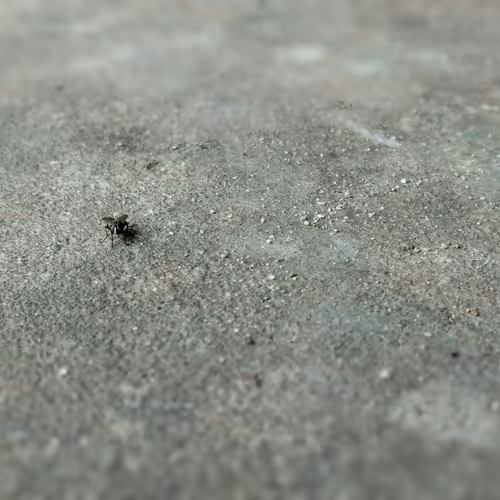 arthropods v1