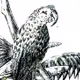 Funtastic World of Birds