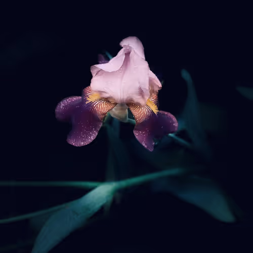 The_art of photography - old