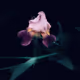 The_art of photography - old
