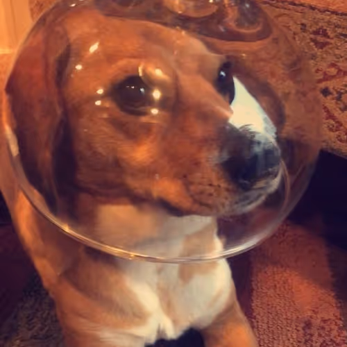 A Ruff Life