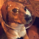 A Ruff Life