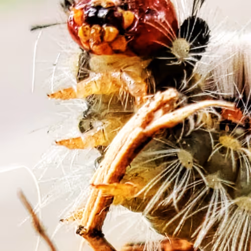 Ascending caterpillar