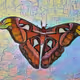 Atlas Moth NFT Series